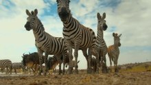 Pressure @ Serengeti 压力