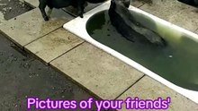 Share their in the comments 🤭 The pigs need to go on holiday too! 🐷⛱️ #pigsoftiktok #pigs #su
