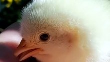I didn_t say it, she did 🤭 Calling chicks baby nuggets is just a term of endearment, we don_t