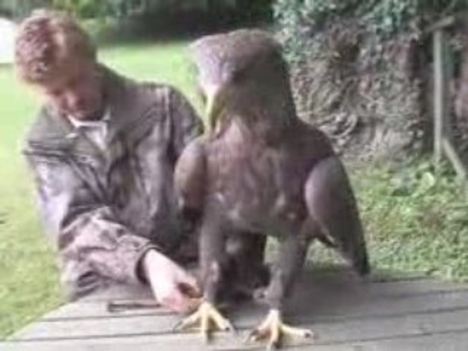 un aigle qui joue a la balle