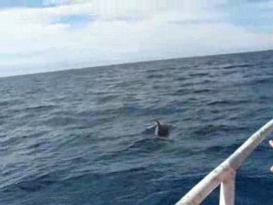 Dauphins à l'ile des Pins ( Nouvelle Caledonie )