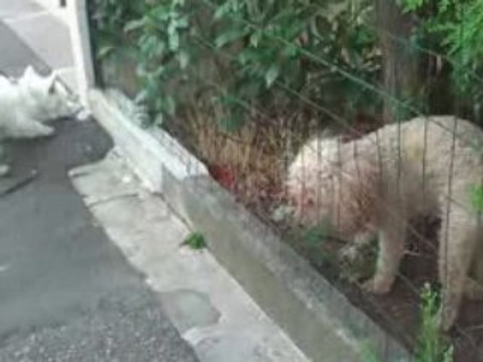 Cannelle et un caniche