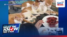 PAK NA PAK: 4 pusang nakaabang sa ulam, good vibes online | WWKSF