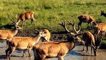 Every Morning, This Herd Gathers Here | Deer at a Peaceful Waterhole | Deep Wildlife