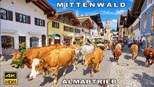 Mittenwald Almabtrieb in Bavaria, Germany | Decorated Cows, Traditional Clothing & Alpine Culture 4K