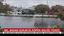 Sel basan sokakta köpek balığı yüzdü