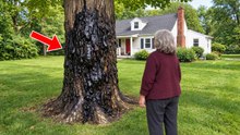 Maple Tree Turns Black | Botanists Uncover Buried Oil Tank Beneath It