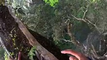 Natural Sweetness from the Forest