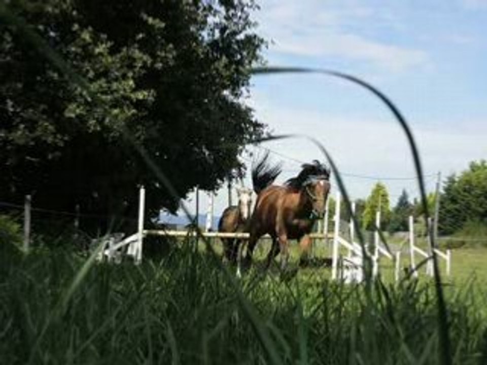 Vidéo1 04-08-2008