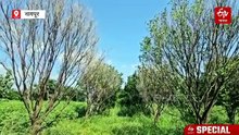 EXPLAINER : दुष्काळाची चाहूल! 'एल निनो'नं विदर्भ, मराठवाडा होरपळण्यास सुरुवात, मानवासह शेतीवर गंभीर परिणाम होणार