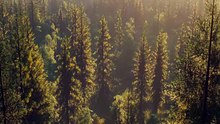 El Misterio de Tunguska Una Explosión Sin Cráter