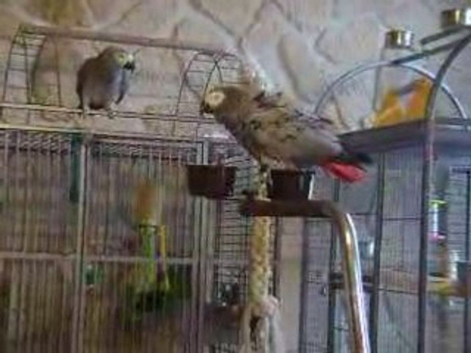 Jaco et Zoé mes 2 gris gris du gâbon