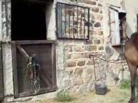 9.8.2008cours-equitation 012