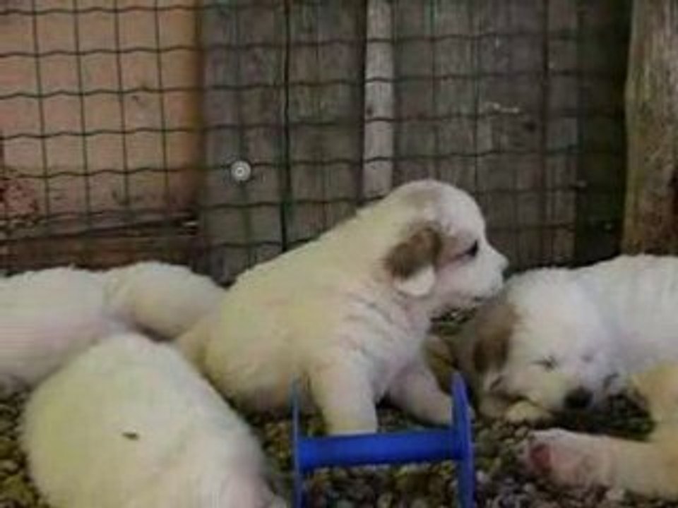 CHIOTS MONTAGNE DES PYRENEES (ou Patous)