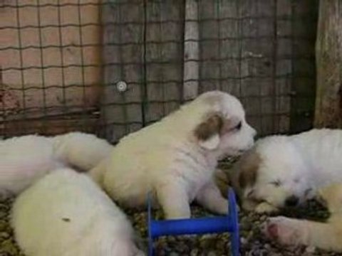 CHIOTS MONTAGNE DES PYRENEES (ou Patous)