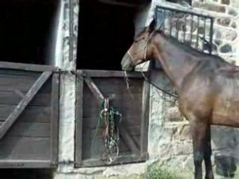 9.8.2008cours-equitation 013