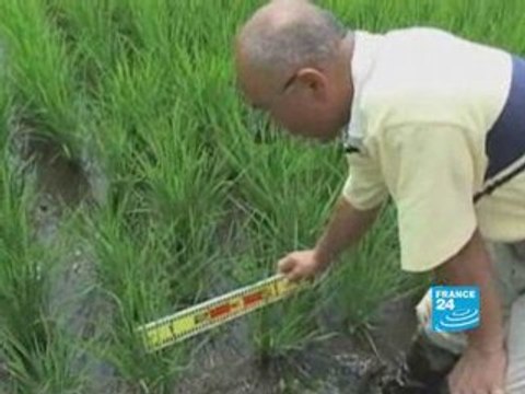 Le riz japonais ne connaît pas la crise