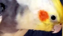 Calopsita tô de olho em você 🤣🤭🙃