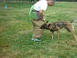Cisco en entrainement Ring à 13 mois