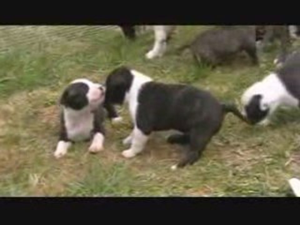 Chiots dehors