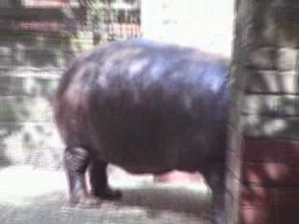 London Zoo04