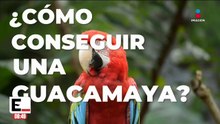 Internet facilita la venta ilegal de fauna silvestre en México | De Pisa y Corre con Paola Rojas