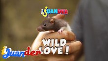 Dagang bukid, posible ring ma-attach sa tao?! | I Juander