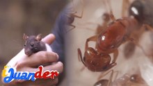 Dagang bukid, na-attach sa tao?!; Sibilisasyon ng mga langgam, silipin! | I Juander