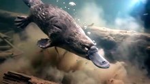 Platypus_hunting_shrimp_underwater