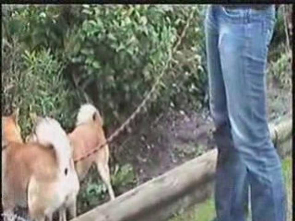 Meeting shiba part2
