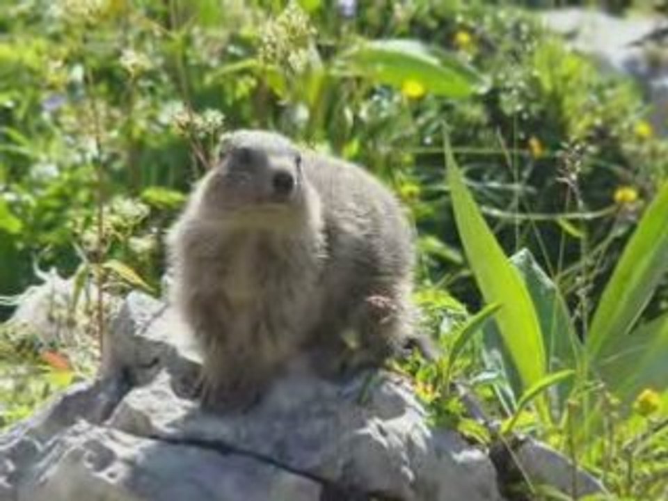 Marmottes au Lac de Darbon
