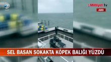 Sel basan sokakta akılalmaz görüntü! Evinin önünde yüzerken böyle kayda aldı