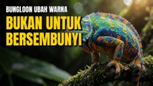 Bunglon Bisa Mengubah Warna Kulitnya dalam Hitungan Detik, Tapi Bukan untuk Bersembunyi
