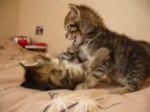 3 petits chats, chats....