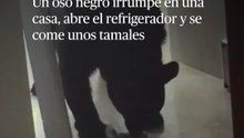 Oso negro irrumpe en una casa de San Pedro Garza García, abre el refrigerador y se come unos tamales