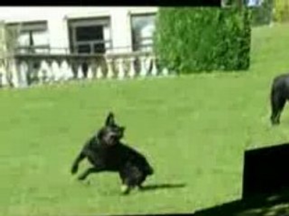 Rottweiler