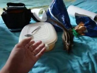 KitKat en vadrouille 3