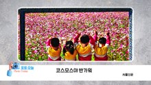 [포토오늘] 코스모스야 반가워 / YTN