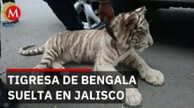Capturan tigresa de Bengala en La Barca tras operativo de varios días