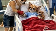 From street fighter to arena champion to save his baby girl 🥹🥊❤️ To pay for his baby daughter_s life-saving surgery_ a brave Chihuahua street figh(