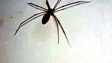 Una araña patona aparece en la pared de la oficina #shorts #telaraña #fauna #insecto