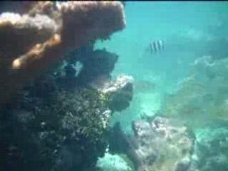 Snorkeling Puerto Morelos Mexique