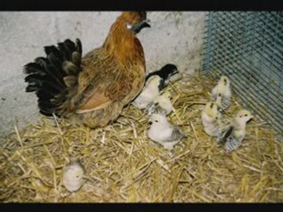 L'élevage des poules