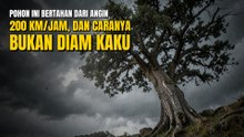 Pohon Bisa Bertahan dari Badai Kencang Meski Batangnya Hanya Sepotong Kayu