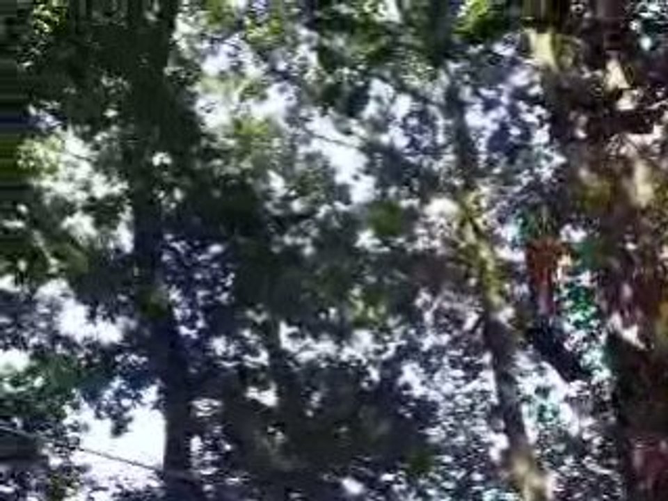 skeat volant