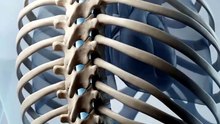 Thoracic Vertebrae Explained: T1–T12 & How They Connect to Your Ribs | 3D Anatomy