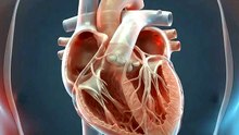 The Human Heart Explained ❤️ | 4 Chambers, 4 Valves & Blood Flow in 3D