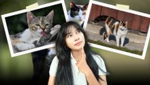 Kenapa Kebanyakan Kucing Calico Betina?-Serius Ini Hewan?