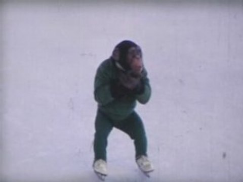 Un singe fait du patins a glace
