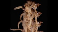 The Science of Cats Landing on Their Feet